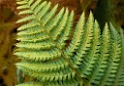 4711 Blatt-SAM_0545-1-Kopie